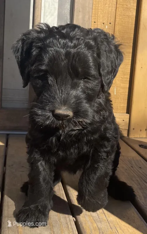 4 – Giant Schnauzer puppy for sale in Muskogee, OK