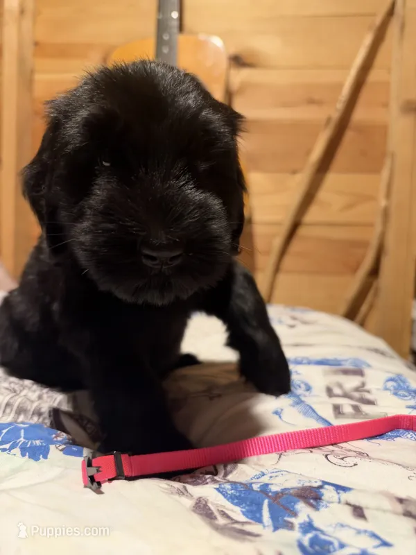 Pink – Giant Schnauzer puppy for sale in Muskogee, OK