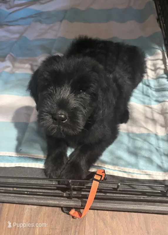 Orange – Giant Schnauzer puppy for sale in Muskogee, OK