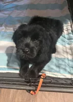 Orange, a female Giant Schnauzer for sale in Muskogee, OK – 1 of 1