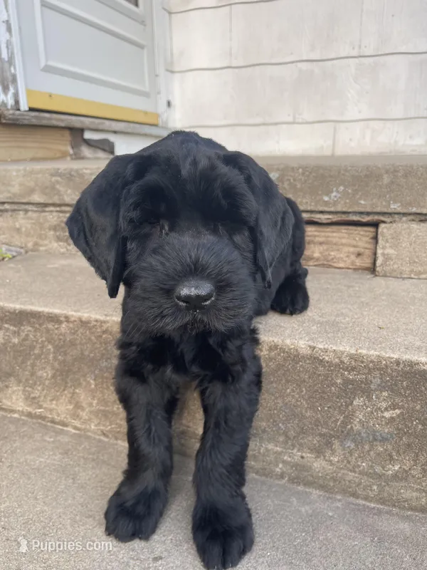 3 – Giant Schnauzer puppy for sale in Muskogee, OK