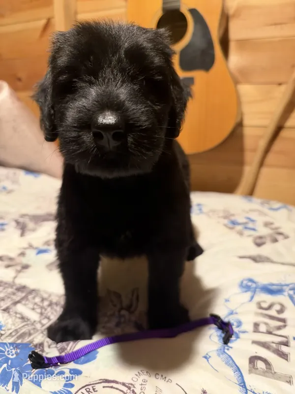 Purple – Giant Schnauzer puppy for sale in Muskogee, OK