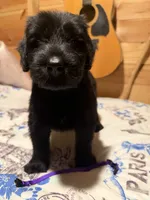 Purple, a female Giant Schnauzer for sale in Muskogee, OK – 1 of 1