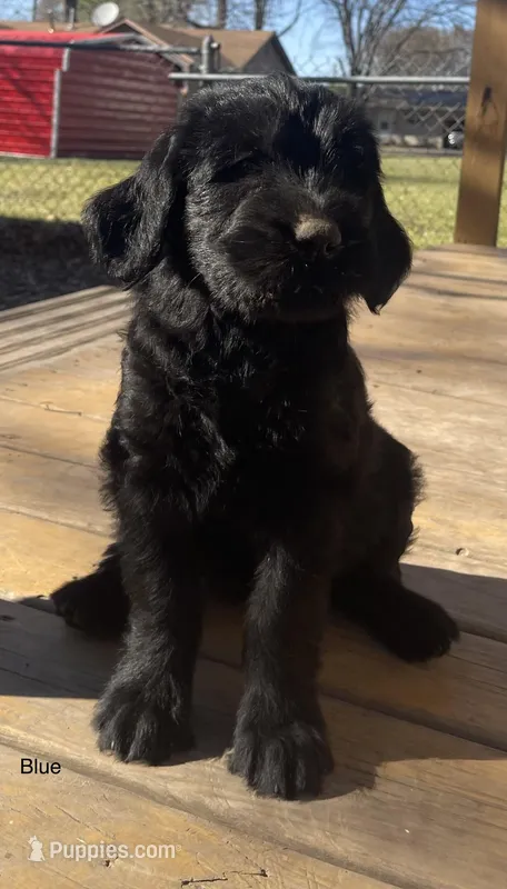 2 – Giant Schnauzer puppy for sale in Muskogee, OK