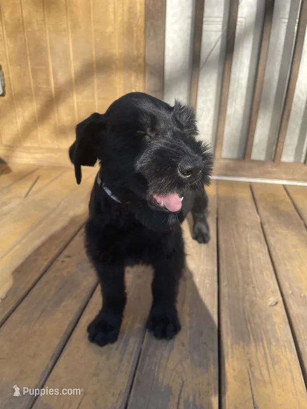 2 – Giant Schnauzer puppy for sale in Muskogee, OK