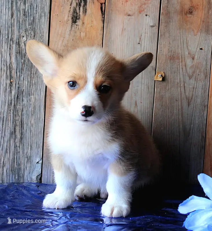 TrufflesButt  – Pembroke Welsh Corgi puppy for sale in Baldwin, GA