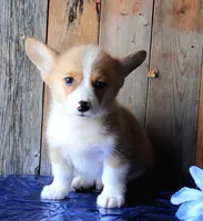 TrufflesButt , a male Pembroke Welsh Corgi for sale in Baldwin, GA – 1 of 1