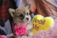 Rufflesbutt , a female Pembroke Welsh Corgi for sale in Baldwin, GA – 7 of 10