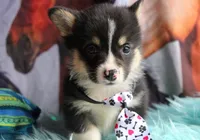 TrufflesButt , a male Pembroke Welsh Corgi for sale in Baldwin, GA – 5 of 8