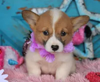 FrecklesButt, a female Pembroke Welsh Corgi for sale in Baldwin, GA – 2 of 3