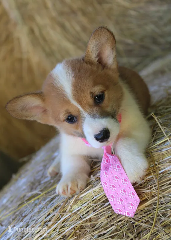 FrecklesButt – Pembroke Welsh Corgi puppy for sale in Baldwin, GA