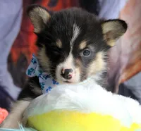 TrufflesButt , a male Pembroke Welsh Corgi for sale in Baldwin, GA – 2 of 8
