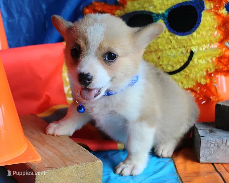 PeaNutterButt – Pembroke Welsh Corgi puppy for sale in Baldwin, GA