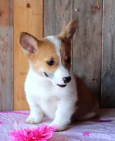 SunflowersButt , a female Pembroke Welsh Corgi for sale in Baldwin, GA – 3 of 3
