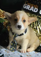Dufflesbutt , a male Pembroke Welsh Corgi for sale in Baldwin, GA – 1 of 4