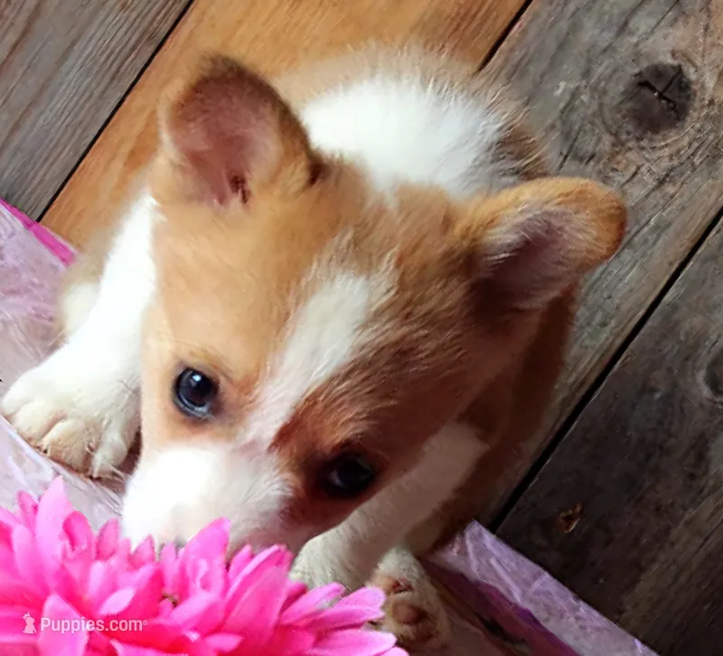 HulaGurlButt – Pembroke Welsh Corgi puppy for sale in Baldwin, GA