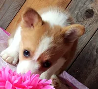 HulaGurlButt, a female Pembroke Welsh Corgi for sale in Baldwin, GA – 1 of 3