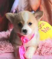 TikiHutButt, a female Pembroke Welsh Corgi for sale in Baldwin, GA – 2 of 8