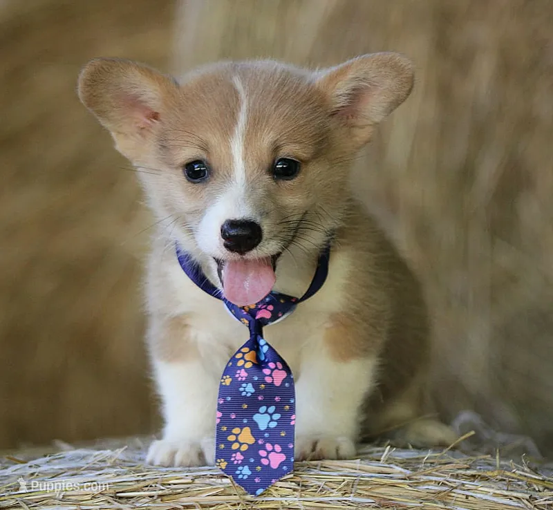 MojiButt – Pembroke Welsh Corgi puppy for sale in Baldwin, GA