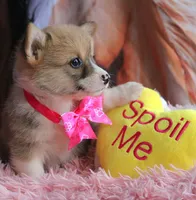 Rufflesbutt , a female Pembroke Welsh Corgi for sale in Baldwin, GA – 3 of 10