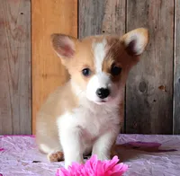 HulaGurlButt, a female Pembroke Welsh Corgi for sale in Baldwin, GA – 2 of 3