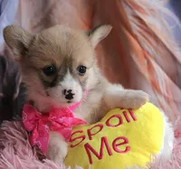 Rufflesbutt , a female Pembroke Welsh Corgi for sale in Baldwin, GA – 9 of 10