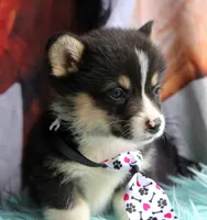 TrufflesButt , a male Pembroke Welsh Corgi for sale in Baldwin, GA – 3 of 8