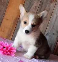 BeachBabyButt, a female Pembroke Welsh Corgi for sale in Baldwin, GA – 2 of 3