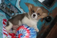 MojiButt, a male Pembroke Welsh Corgi for sale in Baldwin, GA – 2 of 3