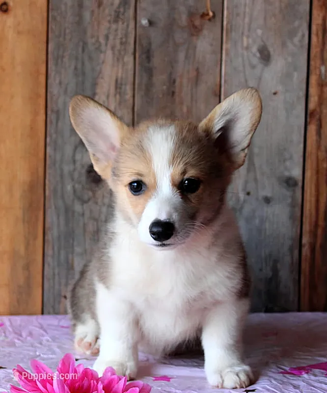 BeachBabyButt – Pembroke Welsh Corgi puppy for sale in Baldwin, GA