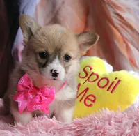 Rufflesbutt , a female Pembroke Welsh Corgi for sale in Baldwin, GA – 5 of 10