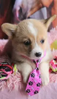 ButternutButt, a female Pembroke Welsh Corgi for sale in Baldwin, GA – 4 of 8