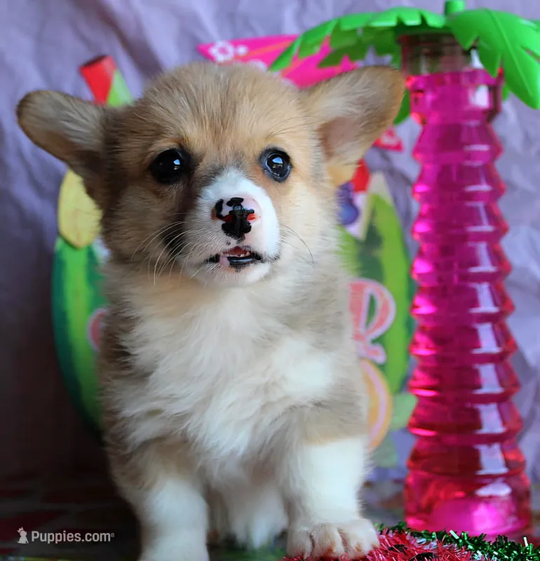 Rufflesbutt  – Pembroke Welsh Corgi puppy for sale in Baldwin, GA