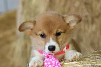 LaceyButt, a female Pembroke Welsh Corgi for sale in Baldwin, GA – 2 of 2