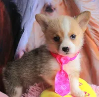 TikiHutButt, a female Pembroke Welsh Corgi for sale in Baldwin, GA – 7 of 8
