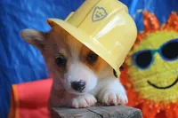 PeaNutterButt, a male Pembroke Welsh Corgi for sale in Baldwin, GA – 4 of 5