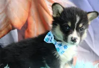 TrufflesButt , a male Pembroke Welsh Corgi for sale in Baldwin, GA – 6 of 8