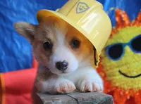 PeaNutterButt, a male Pembroke Welsh Corgi for sale in Baldwin, GA – 2 of 5