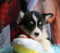 TrufflesButt , a male Pembroke Welsh Corgi for sale in Baldwin, GA – 4 of 8