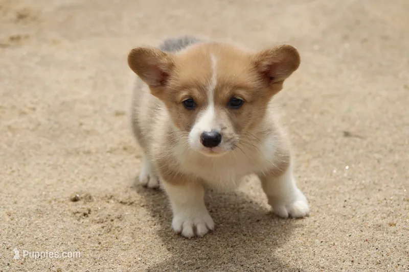 WooflesButt – Pembroke Welsh Corgi puppy for sale in Baldwin, GA