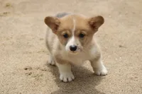 WooflesButt, a male Pembroke Welsh Corgi for sale in Baldwin, GA – 1 of 3