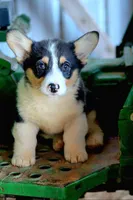 DuffleButt, a male Pembroke Welsh Corgi for sale in Baldwin, GA – Photo 1 of 6