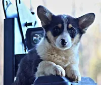DuffleButt, a male Pembroke Welsh Corgi for sale in Baldwin, GA – Photo 4 of 6