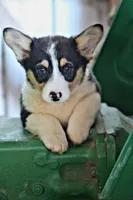 DuffleButt, a male Pembroke Welsh Corgi for sale in Baldwin, GA – Photo 5 of 6