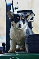 DuffleButt, a male Pembroke Welsh Corgi for sale in Baldwin, GA – Photo 6 of 6