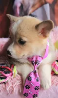 ButternutButt, a female Pembroke Welsh Corgi for sale in Baldwin, GA – 3 of 8