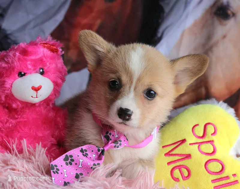ButternutButt – Pembroke Welsh Corgi puppy for sale in Baldwin, GA