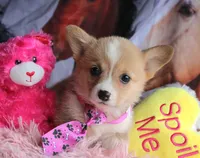 ButternutButt, a female Pembroke Welsh Corgi for sale in Baldwin, GA – 1 of 8