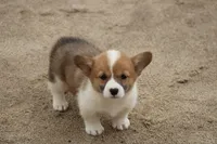 FrecklesButt, a female Pembroke Welsh Corgi for sale in Baldwin, GA – 3 of 3