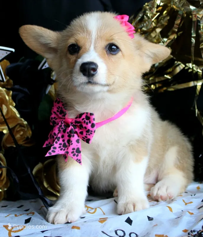 ButternutButt – Pembroke Welsh Corgi puppy for sale in Baldwin, GA